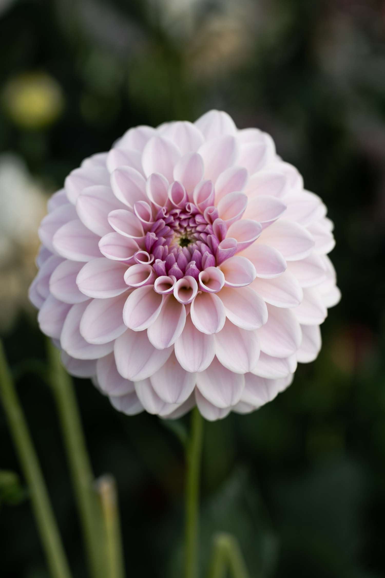 Dahlia 'Pink Silk'